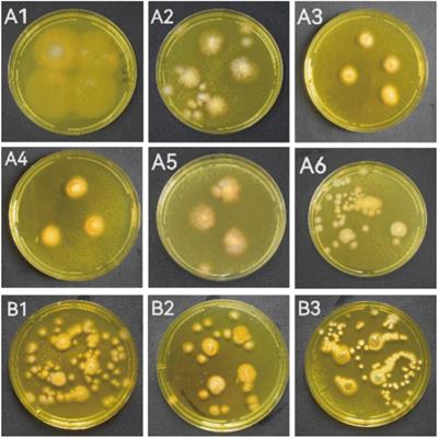 The screening for marine fungal strains with high potential in alkaloids production by in situ colony assay and LC-MS/MS based secondary metabolic profiling